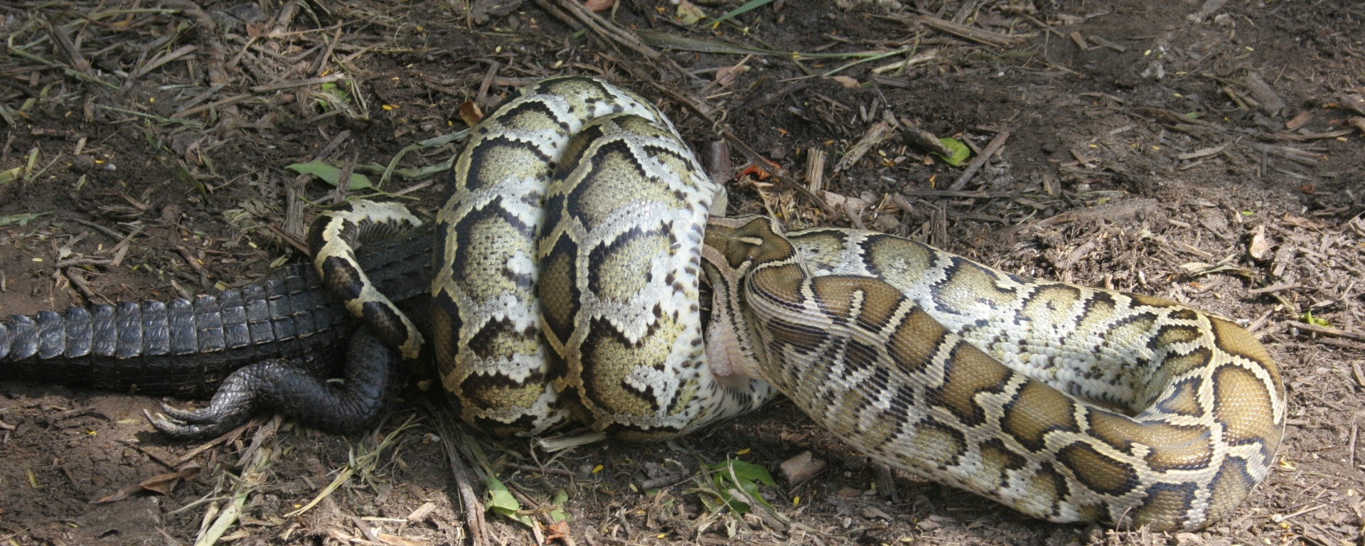 Burmese Python Eating Alligator